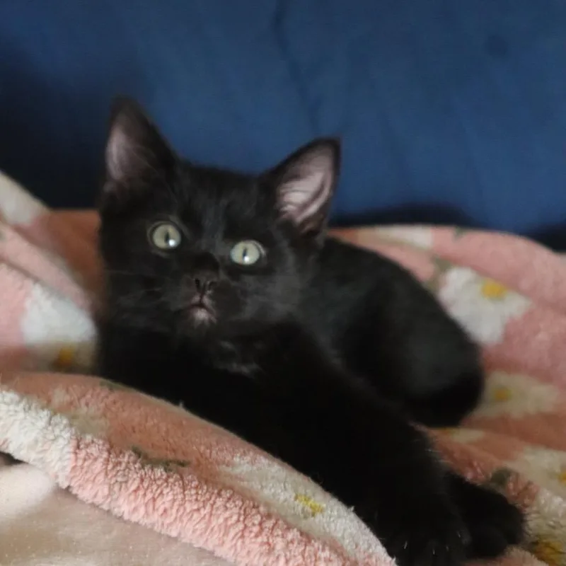 Frannie Jane thumbnail 3