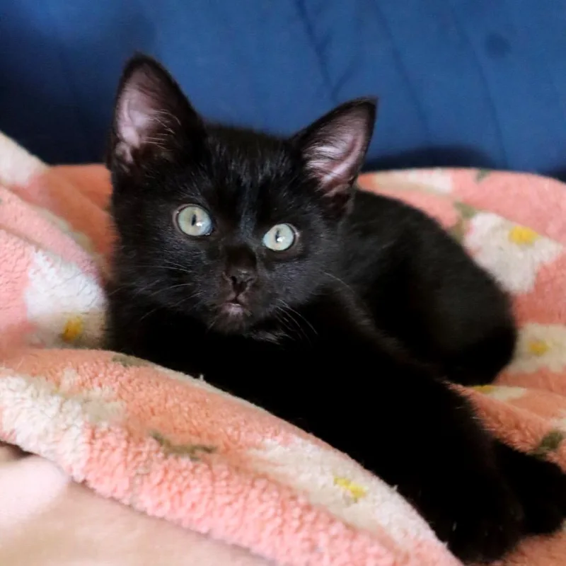 Frannie Jane thumbnail 4