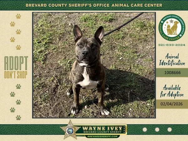 A young medium-sized female Mixed Breed dog named Darla for adoption in Melbourne, FL