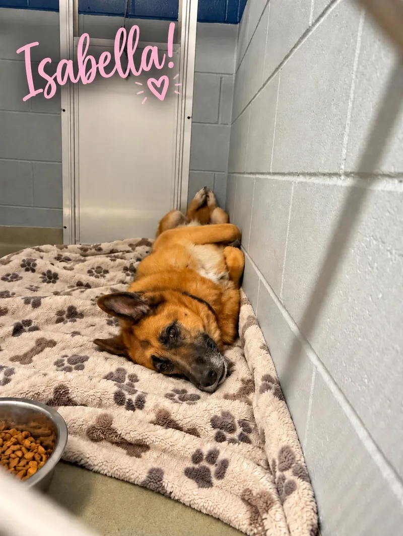 A senior large-sized female Bicolor German Shepherd Dog dog named Isabella for adoption in Cranston, RI