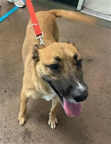 A baby medium-sized female German Shepherd Dog dog named Fabiana for adoption in Van Nuys, CA