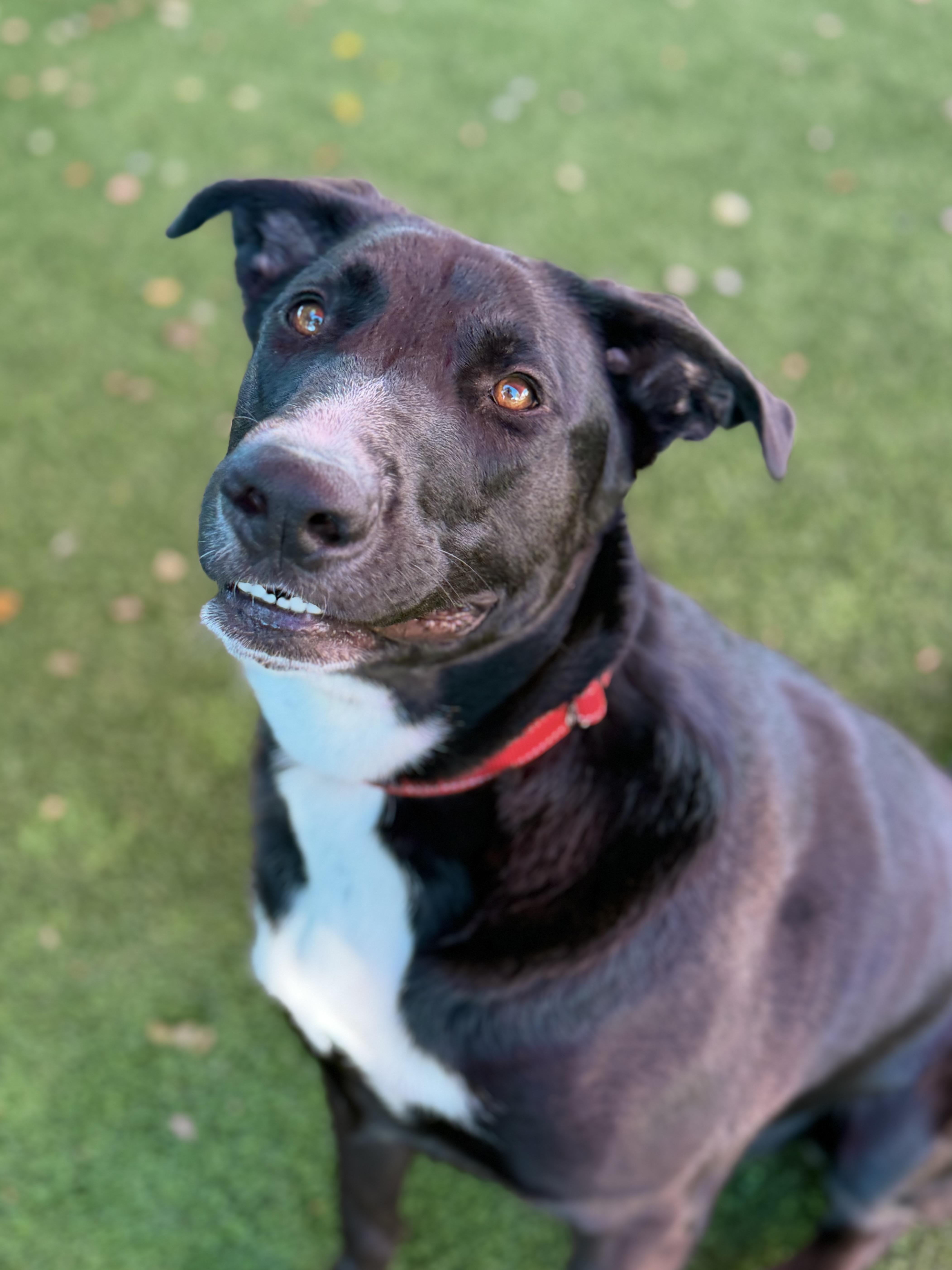 An adult large-sized male Black American Staffordshire Terrier dog named Harlin for adoption in Glendale, AZ