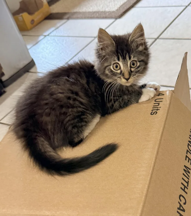 A baby medium-sized female Ragamuffin cat named Liberty for adoption in Tavares, FL
