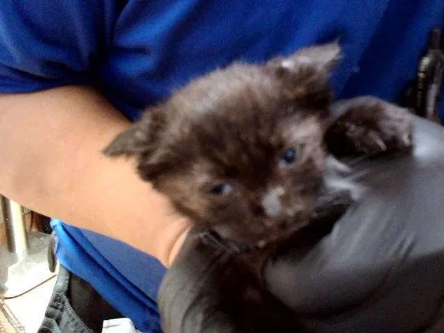 A baby small-sized female Domestic Short Hair cat named A for adoption in Martinez, CA