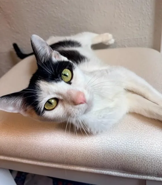 A young small-sized female Domestic Short Hair cat named Hermione for adoption in Peoria, IL
