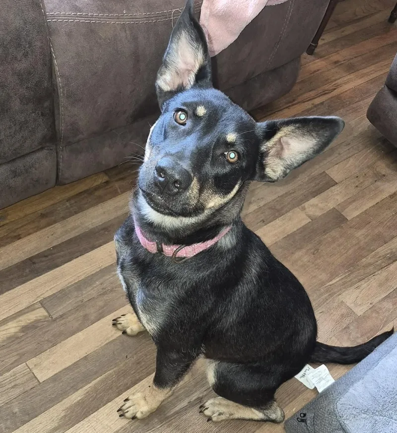 A young medium-sized female Shepherd dog named Mia for adoption in Mobile, AL