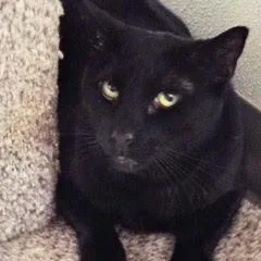 An adult medium-sized male Black Domestic Short Hair cat named Dasher for adoption in Green Valley, AZ