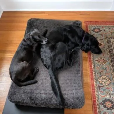 A senior medium-sized male Black Hound dog named Maverick for adoption in Rensselaer, NY