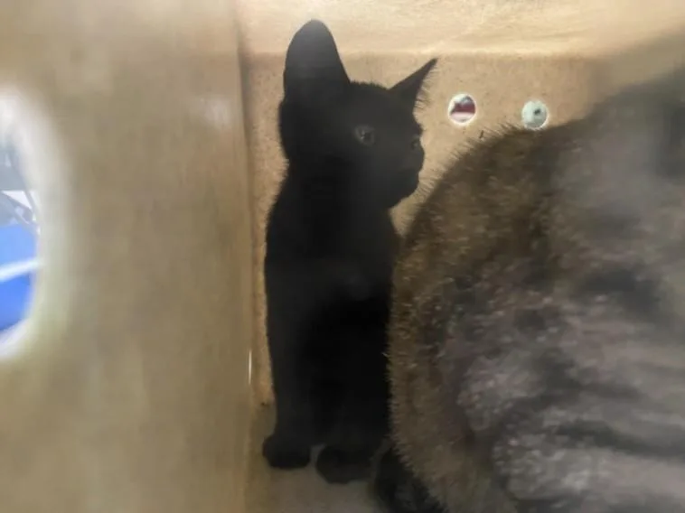 A baby small-sized male Domestic Short Hair cat named Juno for adoption in Los Angeles, CA