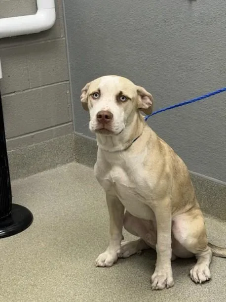 A young large-sized male Pit Bull Terrier dog named Bluffer for adoption in Las Vegas, NV