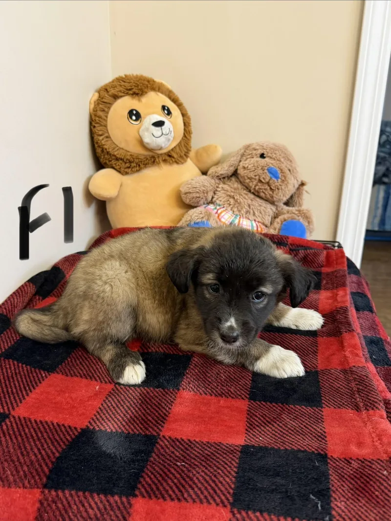 A baby medium-sized female Apricot / Beige Border Collie dog named Kelly for adoption in Hamilton , NJ