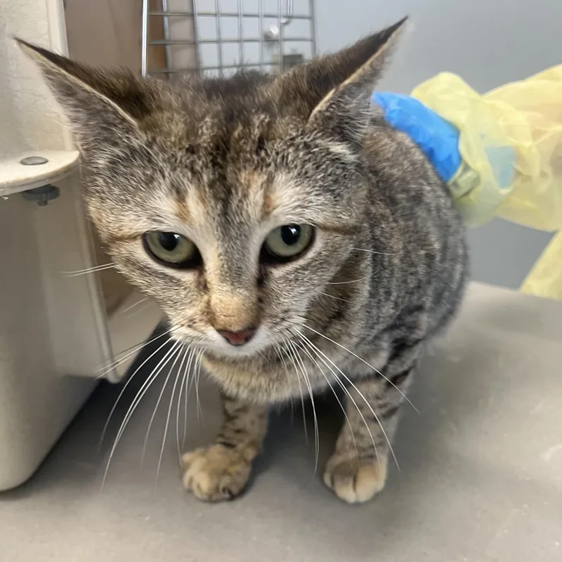 An adult medium-sized female Tortoiseshell Domestic Short Hair cat named Sydney for adoption in Oak Park, IL