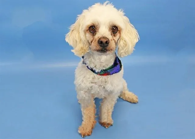 A senior small-sized male Poodle dog named Max for adoption in Colorado Springs, CO