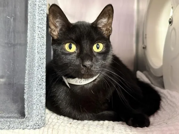 A young medium-sized female Domestic Short Hair cat named Eyeshadow for adoption in New York, NY