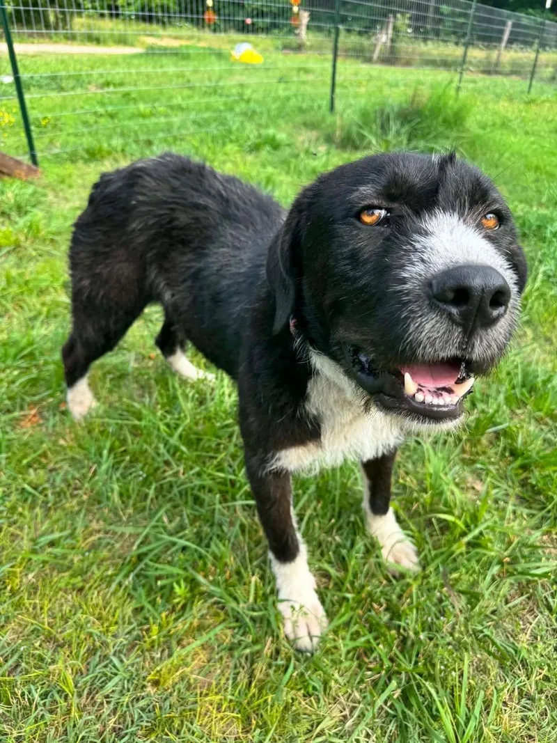 A young large-sized male Black Border Terrier dog named Ribsy for adoption in Aspen, CO