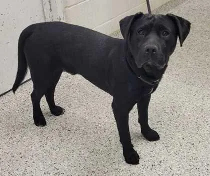 An adult large-sized male Black Mixed Breed dog named Ollie for adoption in Kansas City, MO