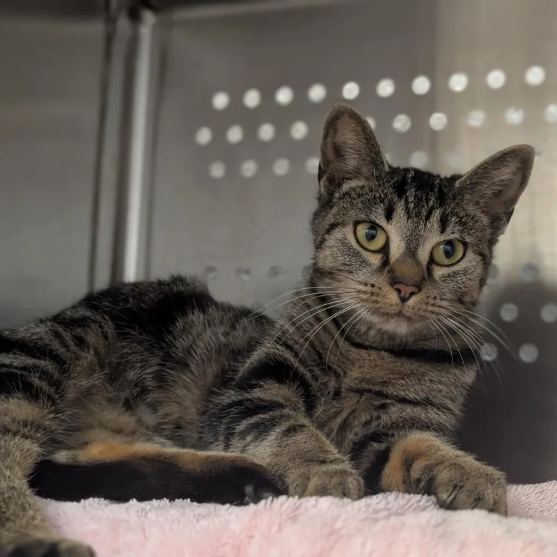A young medium-sized female Brown / Chocolate Domestic Short Hair cat named Baby Firefly for adoption in Pittsburgh, PA