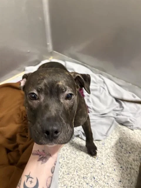 A baby small-sized female Cane Corso dog named Janet for adoption in Brunswick, GA