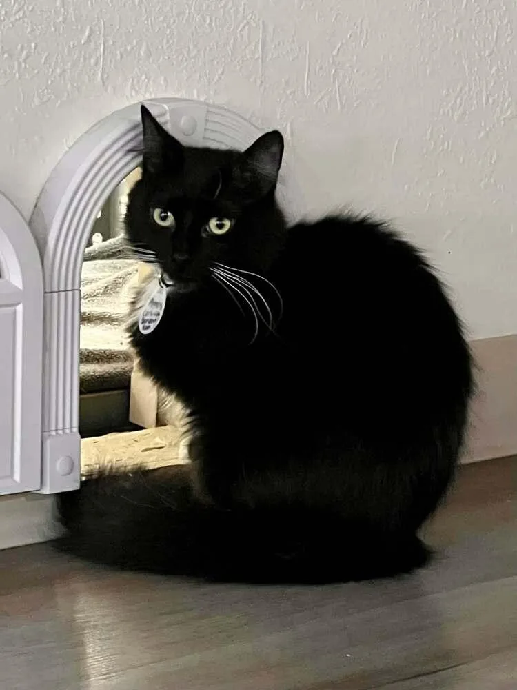 A young medium-sized female Black & White / Tuxedo Domestic Medium Hair cat named Princess Consuela Banana Hammock for adoption in tucson, AZ