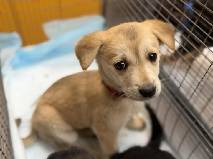 A baby small-sized female Mixed Breed dog named Aceso for adoption in Los Angeles, CA