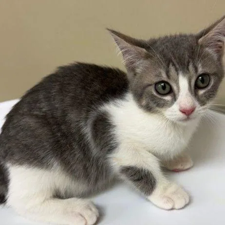 A baby small-sized female Gray / Blue / Silver Domestic Short Hair cat named Minou for adoption in Newark, DE