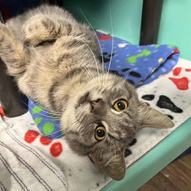 An adult medium-sized male Gray / Blue / Silver Domestic Short Hair cat named Nolan for adoption in Owosso, MI