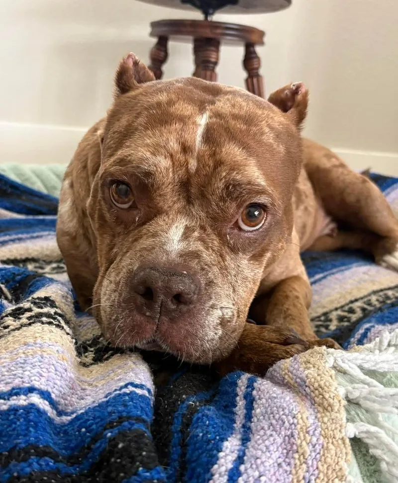 An adult medium-sized female Tricolor (Brown, Black, & White) American Bulldog dog named Marbles for adoption in Winter Garden, FL