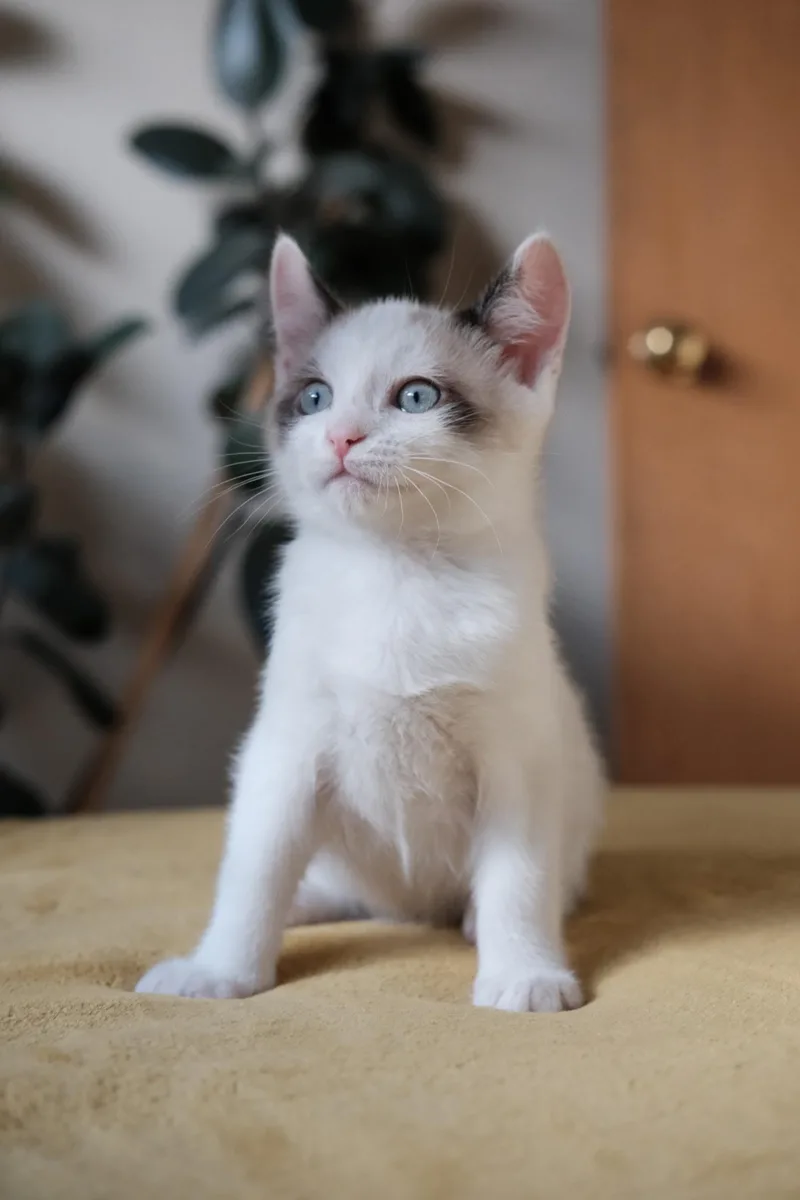 A baby small-sized male Buff / Tan / Fawn Domestic Short Hair cat named Ian for adoption in Oakland, CA