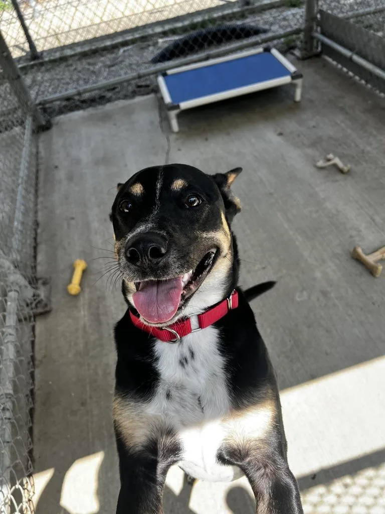 An adult medium-sized male Tricolor (Brown, Black, & White) Mixed Breed dog named Charles for adoption in Jackson, MI
