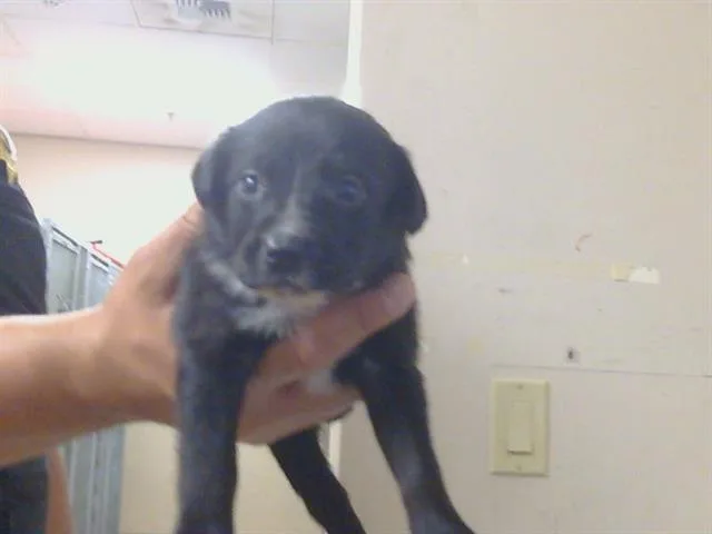 A baby small-sized female Labrador Retriever dog named Molly for adoption in Sacramento, CA