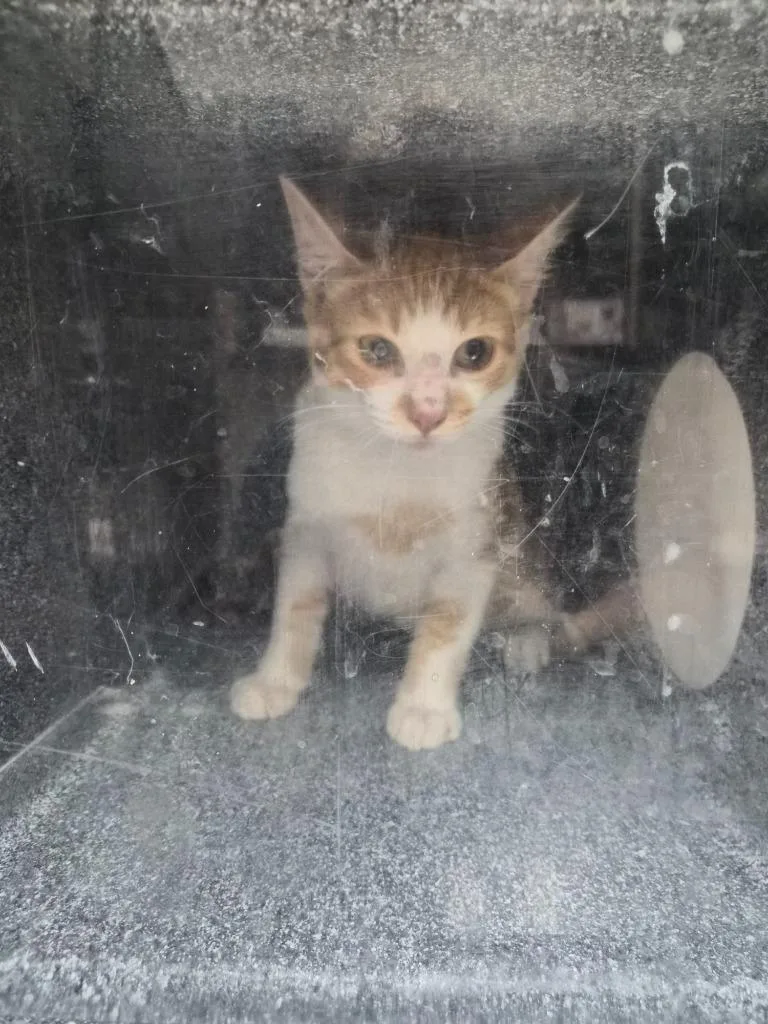 A baby small-sized female Domestic Short Hair cat named Habanero for adoption in Rome, GA