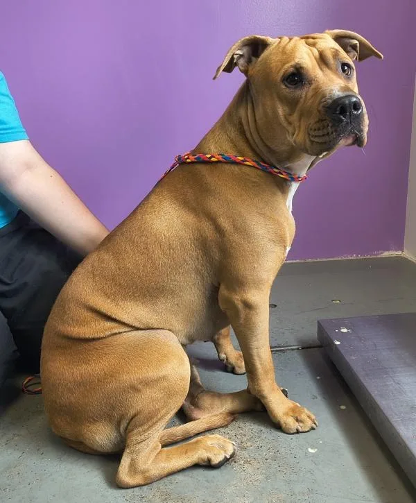 An adult large-sized female Pit Bull Terrier dog named Soleil for adoption in Salt Lake City, UT