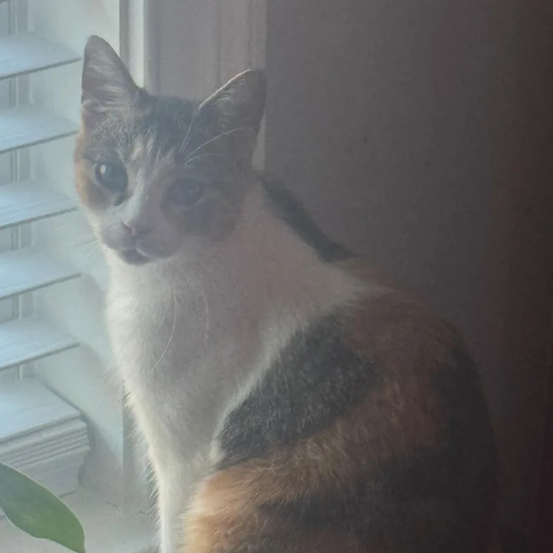 Chloe
