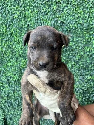 A baby small-sized male Brown / Chocolate Shepherd dog named 60783662 for adoption in El Paso, TX