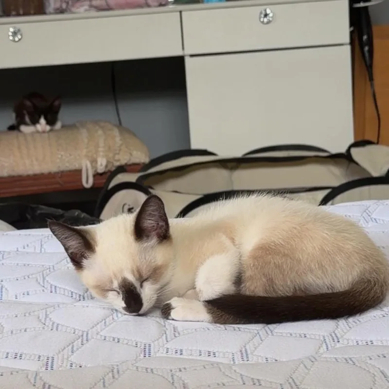 A baby small-sized male Cream / Ivory Snowshoe cat named Dale for adoption in North Port, FL