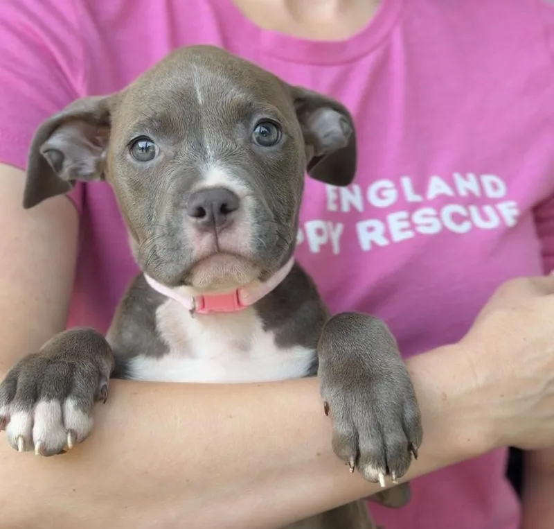 A baby medium-sized female Pit Bull Terrier dog named Orleans for adoption in Avon, CT