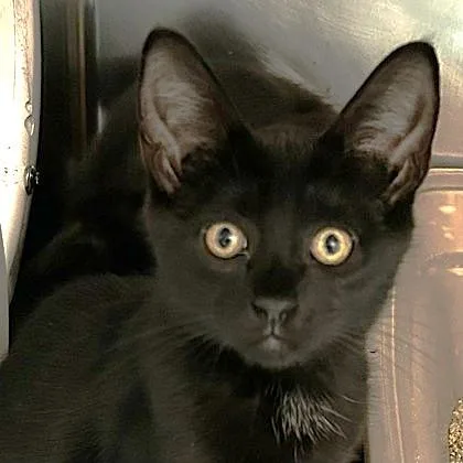 An adult small-sized male Black Domestic Short Hair cat named Germany for adoption in North Myrtle Beach, SC