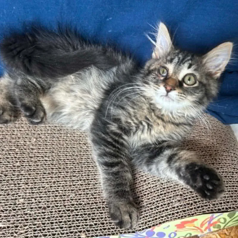 A baby small-sized male Brown / Chocolate Domestic Long Hair cat named Axolotl for adoption in Woodbury, NJ