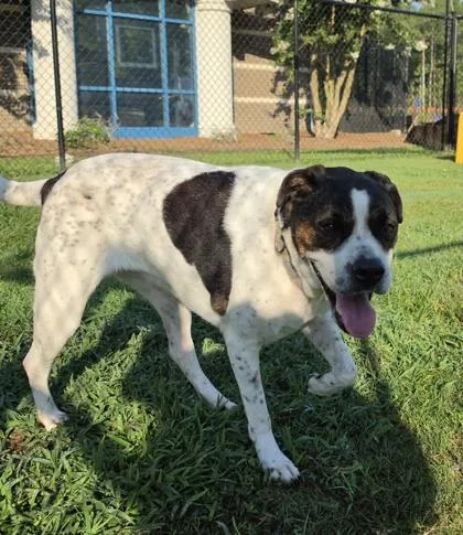 An adult large-sized female Terrier dog named Jellyfish for adoption in Conway, SC