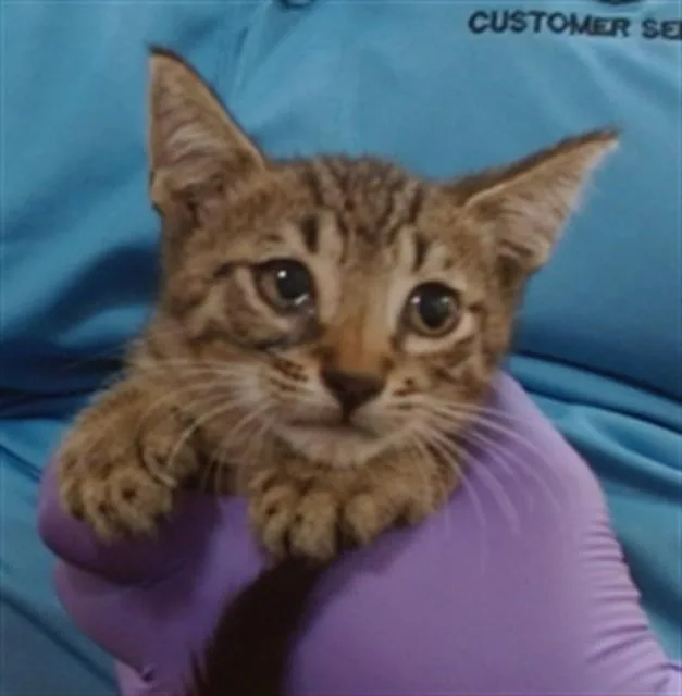 A baby small-sized male Domestic Short Hair cat named Dorayaki for adoption in Miami, FL