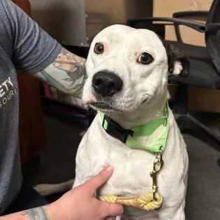 An adult medium-sized male White / Cream Terrier dog named Spike for adoption in Springfield, MO