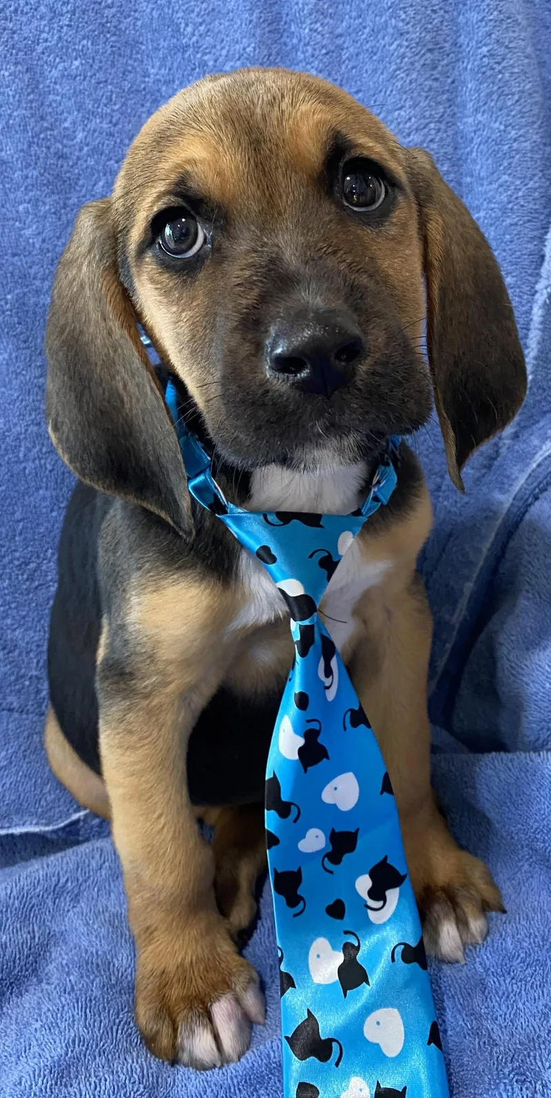 A baby large-sized male Bloodhound dog named Wyatt for adoption in Newport, KY