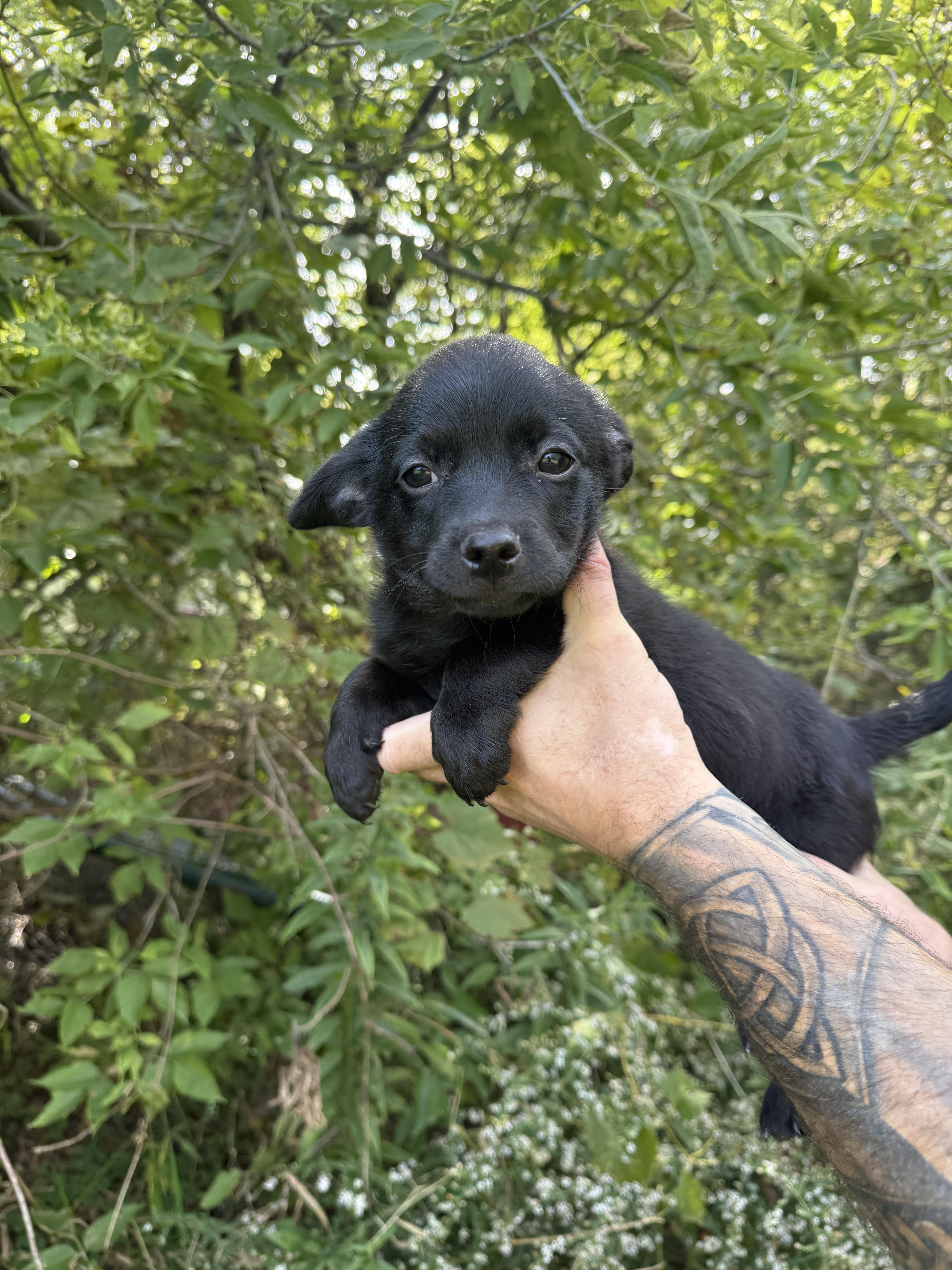A baby small-sized male Corgi dog named Batman for adoption in Iron Ridge, WI