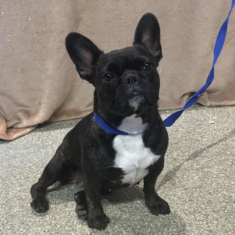 A young small-sized female Brindle French Bulldog dog named IVHSStray for adoption in San Gabriel, CA