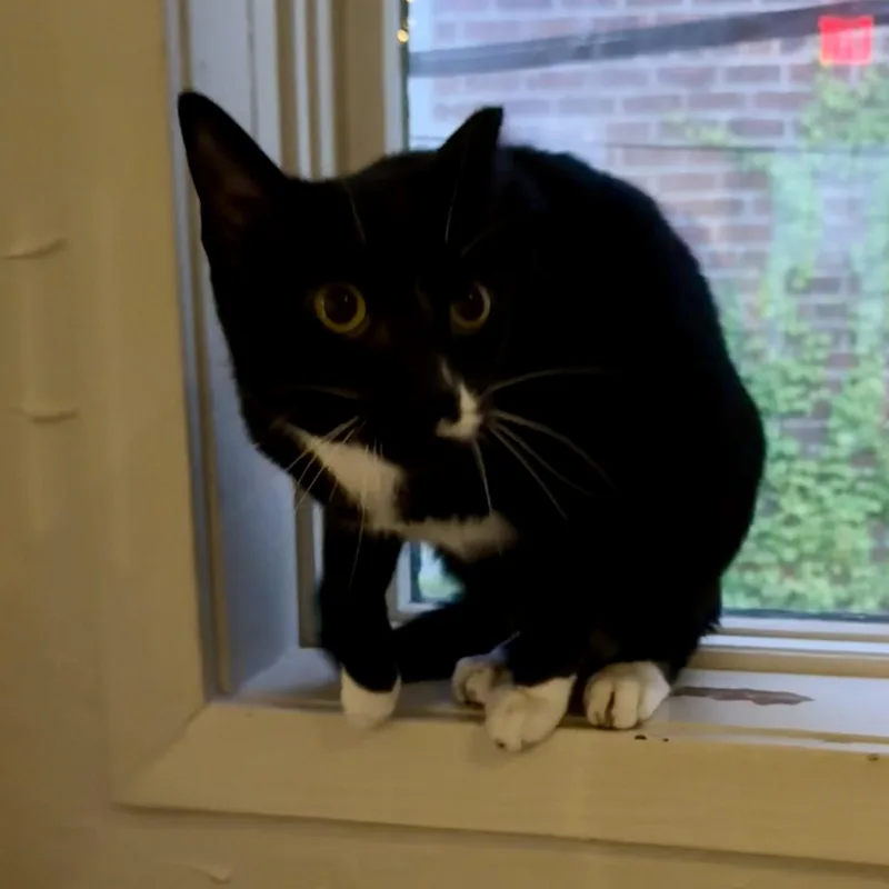 A young medium-sized male Black & White / Tuxedo Domestic Short Hair cat named Moby for adoption in Richmond, VA