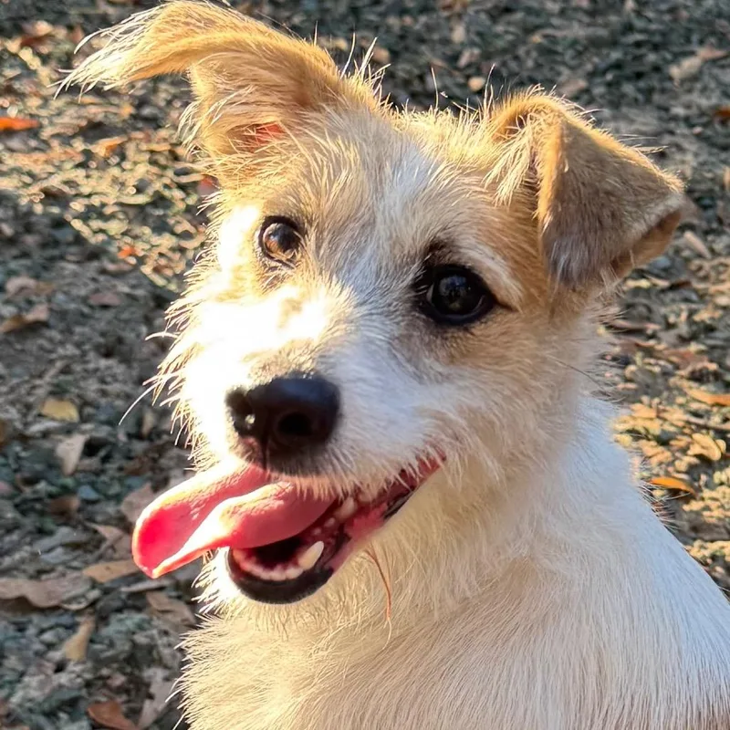 Princess Bubblegum thumbnail 2