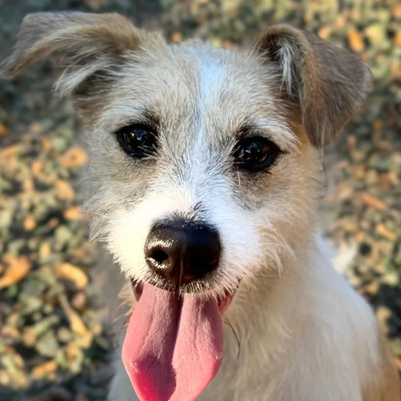 Princess Bubblegum thumbnail 3