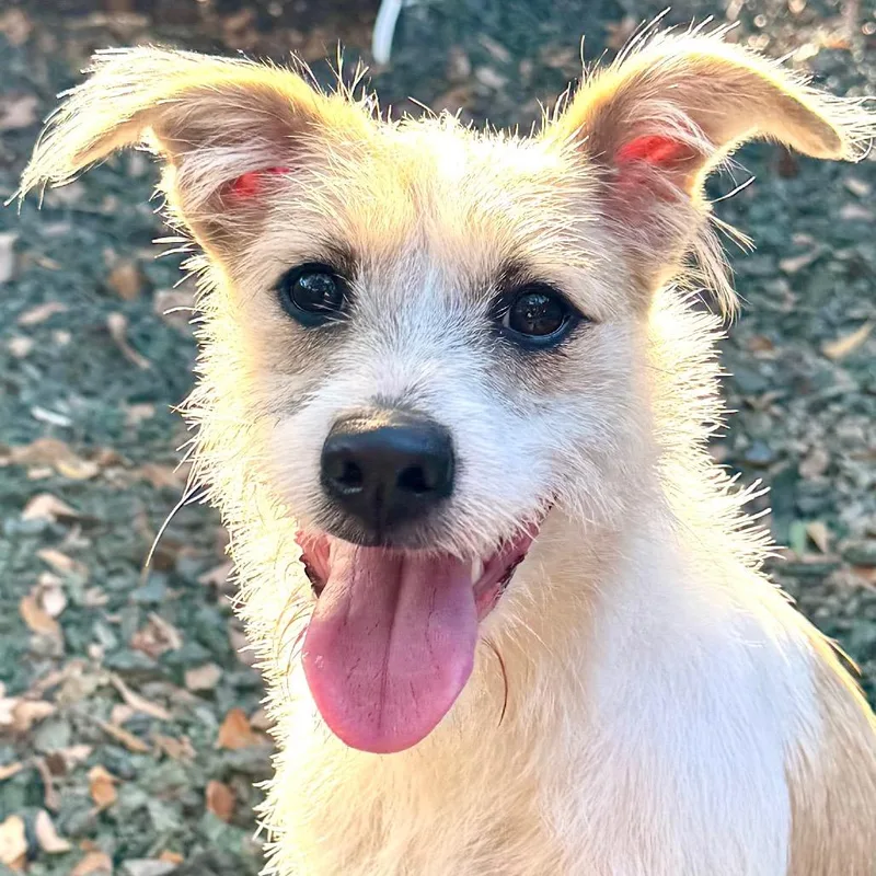 Princess Bubblegum thumbnail 4