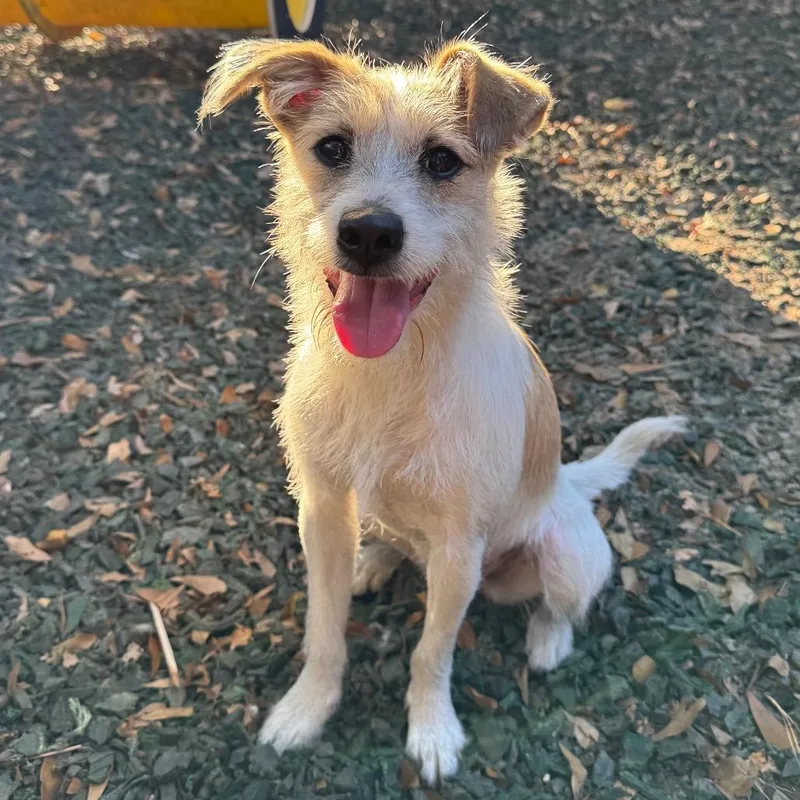 Princess Bubblegum thumbnail 5