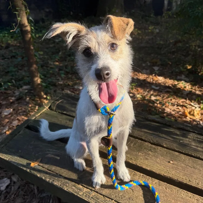 Princess Bubblegum thumbnail 6